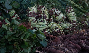 El descuido del “pohã ñana“, la medicina natural guaraní