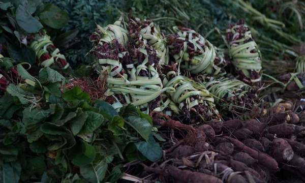 El descuido del “pohã ñana“, la medicina natural guaraní