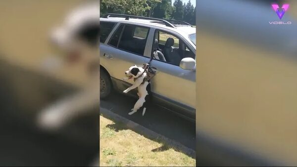 Este cachorro de 18 meses quedó colgando de la ventanilla del coche atrapado en su propia travesura - Mascotas - ABC Color