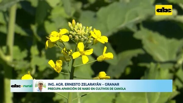 Video: preocupa aparición de nabo en cultivos de canola - ABC Rural - ABC Color