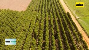 Video: aluminio, un problema en suelos forestales que se puede solucionar   - ABC Rural - ABC Color