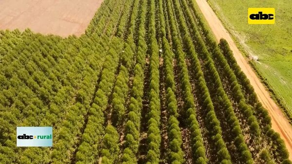 Video: aluminio, un problema en suelos forestales que se puede solucionar - ABC Rural - ABC Color