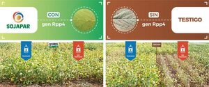 Fenómeno El Niño impactaría en el desarrollo de zafra sojera - La Clave