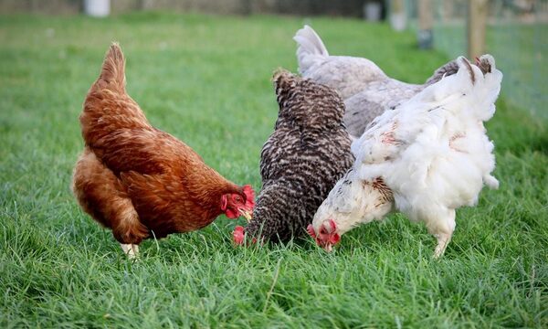 Diario HOY | Robó hasta las gallinas de su hermana: mujer se hartó y lo denunció
