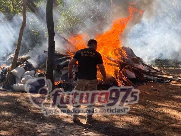 Operativo de la SENAD en Bella Vista: Decomisan Grandes cantidades de marihuana