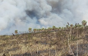 Diario HOY | Nuevo incendio en zona de la Ruta Luque-Samber: fuego es "incontrolable"