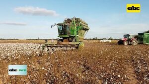 Video: herramientas para proteger de plagas y enfermedades al algodón en el Chaco  - ABC Rural - ABC Color