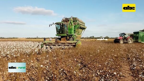 Video: herramientas para proteger de plagas y enfermedades al algodón en el Chaco - ABC Rural - ABC Color