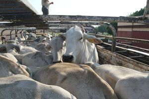 Brasil logró habilitación para exportar ganado en pie a Indonesia