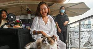 La Nación / Qué elegancia la de Singapur… crucero mima a gatos de lujo