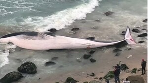 ¿Qué le ocurrió a la ballena que apareció varada en las playas de Lima?