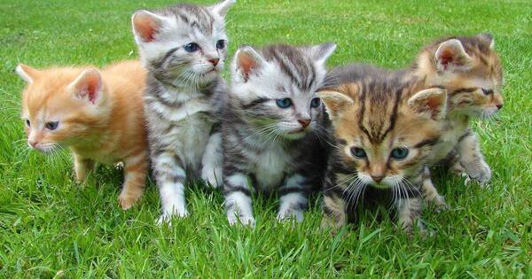 La Nación / Los gatos saben los nombres de sus humanos y amigos felinos, según estudio