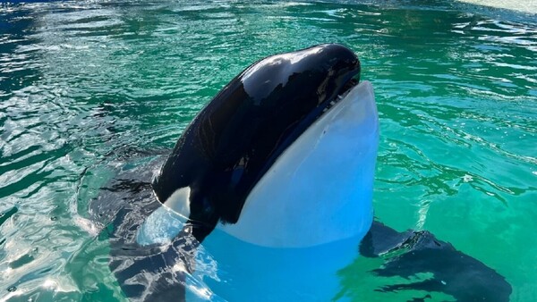Muere Lolita, la orca cautiva desde 1970 en Miami