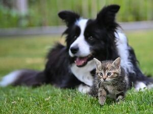 Los animales tienen amistades de forma semejante a los humanos - Mascotas - ABC Color