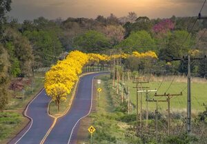 Esplendor del tajy aporta belleza al paisaje itapuense - Nacionales - ABC Color