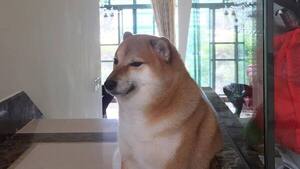 Balltze, el perrito meme más conocido en internet, murió de cáncer