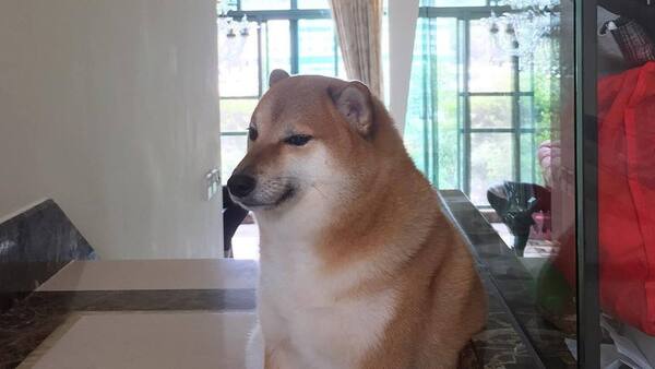 Balltze, el perrito meme más conocido en internet, murió de cáncer