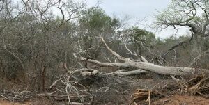 Peña minimiza deforestación en el Chaco: “hay gente que habla del medio ambiente y jamás vino” - Nacionales - ABC Color