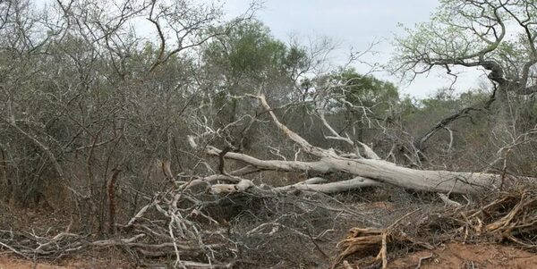 Peña minimiza deforestación en el Chaco: “hay gente que habla del medio ambiente y jamás vino” - Nacionales - ABC Color