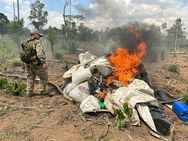 Concepción: SENAD destruye toneladas de marihuana y causa millonarias pérdidas a narcotraficantes - Policiales - ABC Color