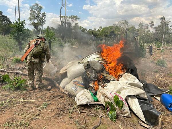 SENAD de nuevo destruye marihuana en Yby Ya’u