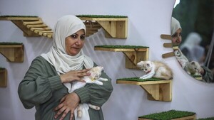 Un café para gatos ofrece un respiro a los habitantes de Gaza