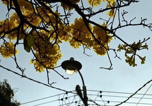 Menos lapachos en flor, producto de escasez de días fríos, según especialista - Nacionales - ABC Color