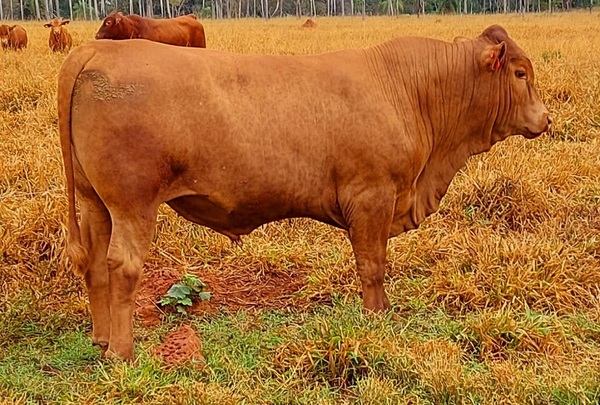 Diario HOY | Made in Paraguay salió de cruce de "europeo con paraguaya": vaca rústica que da carne premium