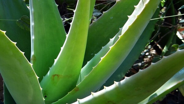 Aloe vera: propiedades y uso