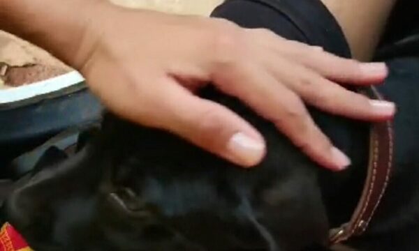 Asesinó al perro de su vecino porque no dejaba de ladrar