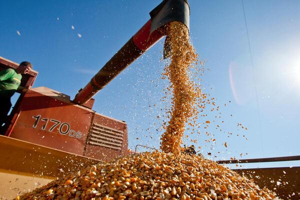 Entre mayo y julio se exportaron 297.000 toneladas de maíz zafra