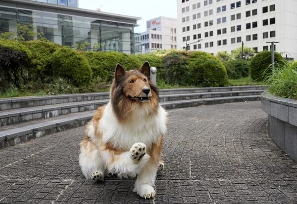 Conocé a Toco, el japonés que cumplió el sueño de convertirse en perro - Mascotas - ABC Color