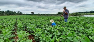 Estiman lluvias y altos índices de humedad para la campaña agrícola 2023/2024
