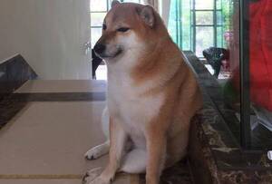 Las redes están de luto: falleció el “perro meme” que luchaba contra el cáncer