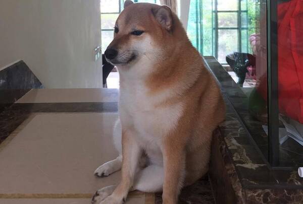 Las redes están de luto: falleció el “perro meme” que luchaba contra el cáncer