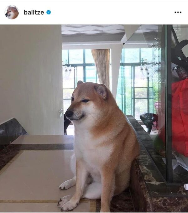 MURIÓ CHEEMS, EL PERRITO DE LOS MEMES; “YA CORRE POR EL CIELO”, EXPRESÓ SU DUEÑO