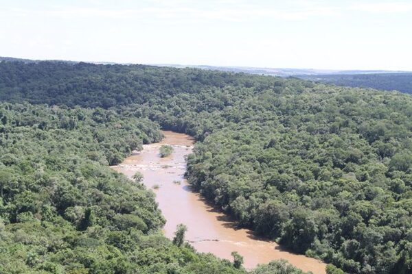 PARAGUAY CUENTA CON UN 44,3% DE COBERTURA FORESTAL - Itapúa Noticias