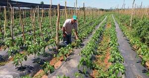 La Nación / MAG promete impulsar al pequeño productor, fuerza de la economía paraguaya
