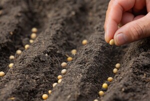 Con optimismo, productores esperan lanzamiento de la zafra 2023/2024 - La Clave