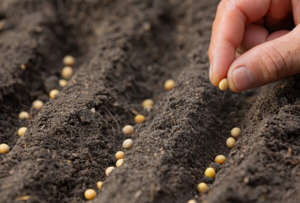 Con optimismo, productores esperan lanzamiento de la zafra 2023/2024 - La Clave