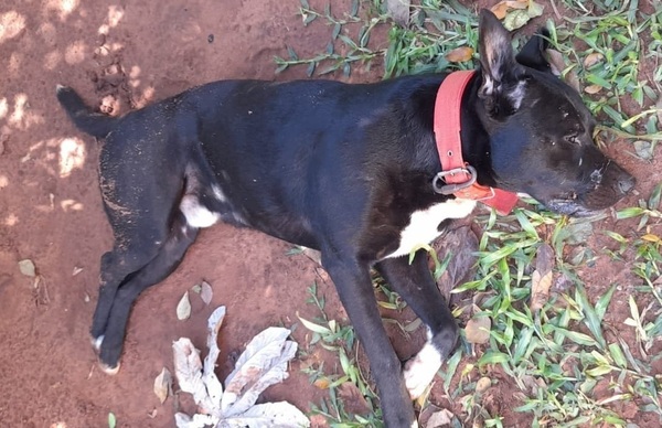 Vecino ofuscado mata a balazos a un pitbull | Radio Regional 660 AM