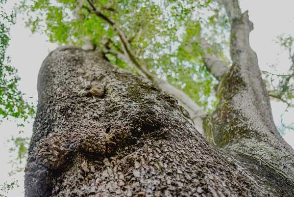 Diario HOY | La historia del “Árbol de Francisco Álvarez” y un colosal ejemplar en San Pedro