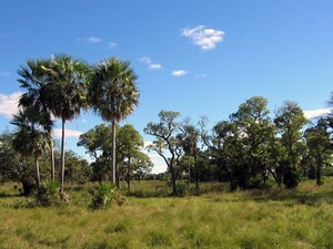 Imputan a presuntos responsables de deforestación en el Chaco