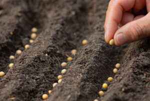 Con optimismo, productores esperan lanzamiento de la zafra 2023/2024