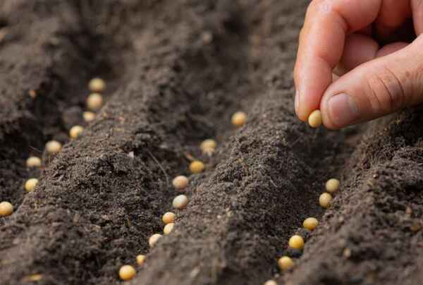 Con optimismo, productores esperan lanzamiento de la zafra 2023/2024