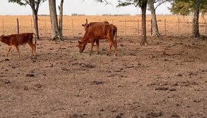 La sequía elevó a 46% la mortandad en bovinos y achicará con fuerza la oferta de terneros en Argentina