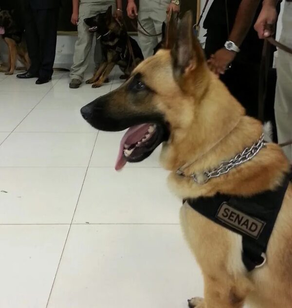 Controles en aeropuerto: hay déficit de perros antidrogas, reconoce la Senad - Policiales - ABC Color