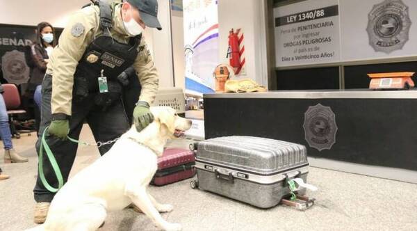 Senad busca tener más firulais antidrogas para controles en el aeropuerto