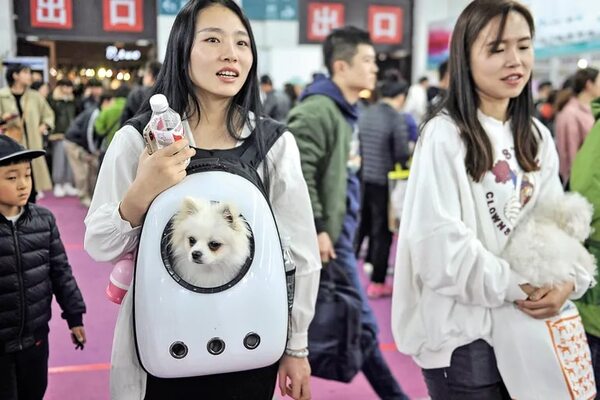 Vestidos de gala, robots y clones en una feria de mascotas en China - Mascotas - ABC Color