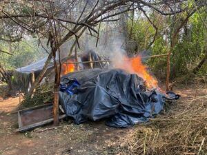 Senad destruye más de 27 toneladas de marihuana en Concepción - .::Agencia IP::.